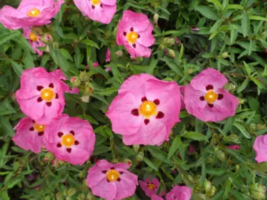 cistus-brilliancy-3