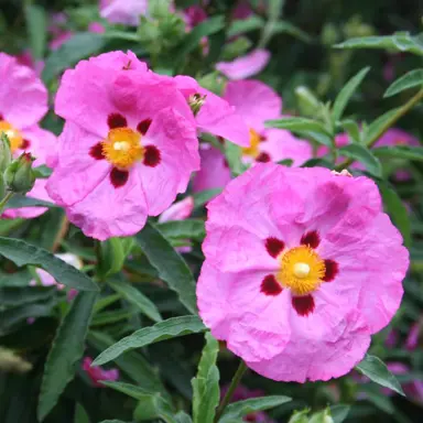 cistus-brilliancy-4