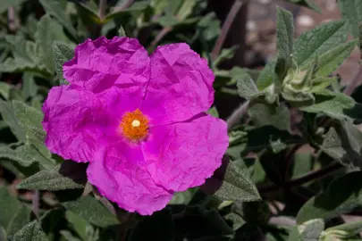 cistus-sunset-1