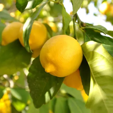 lemon-eureka-