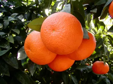 orange-best-seedless-1