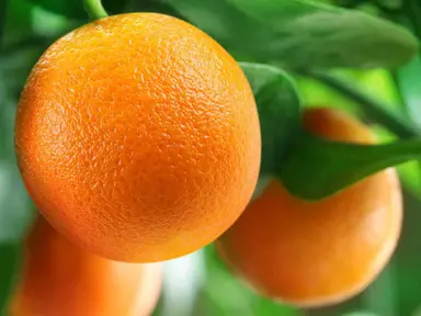 orange-washington-navel-