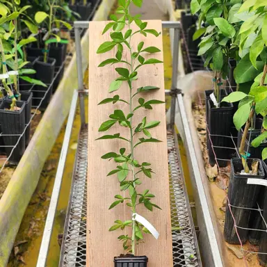 Citrus rootstock for sale.
