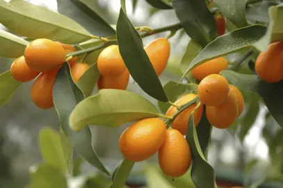 kumquat-meiwa-
