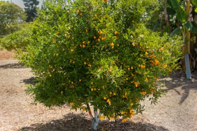 kumquat-meiwa-1