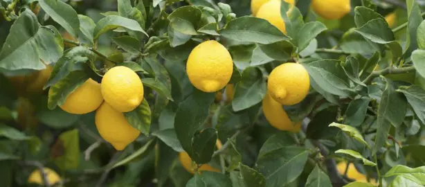 lemonade-lemon-3