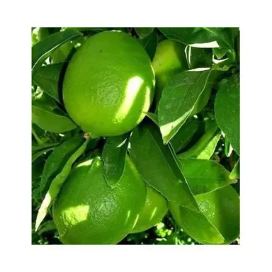 tahitian-lime-3