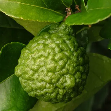 kaffir-lime-2