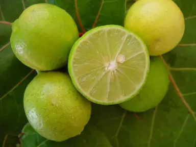 lime-tahitian-1