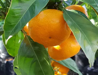 mandarin-miho-