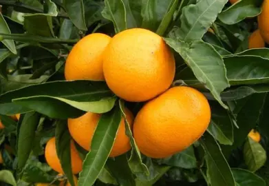 mandarin-satsuma-3