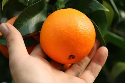 orange-navelina-1
