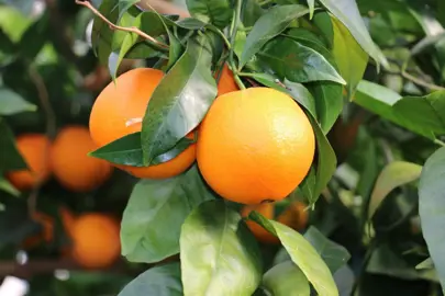 orange-navelina-3