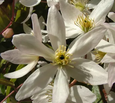 Clematis armandii white flowers.