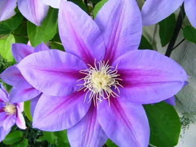 Clematis 'Barbara Jackman' stunning purple and pink flower.