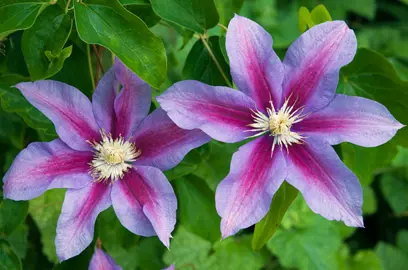 Clematis 'Barbara Jackman' purple and pink flowers.