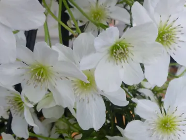 Clematis cartmanii white flowers.