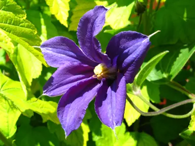 Clematis durandii purple flowers.
