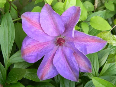 Clematis 'Elsa Spath' purple and pink flower.