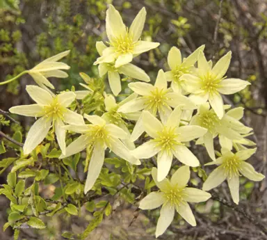 Clematis forsteri flowers.