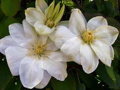 Clematis 'Guernsey Cream' flowers.