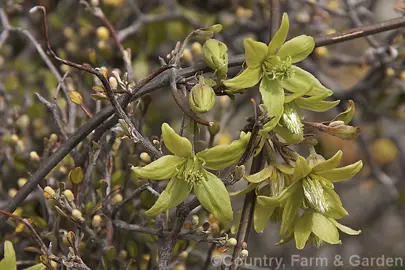 Clematis hookeriana flowers.