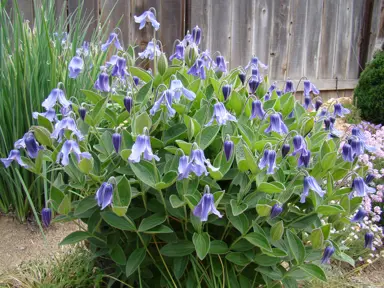 Clematis integrifolia plant with blue flowers and lush green foliage.