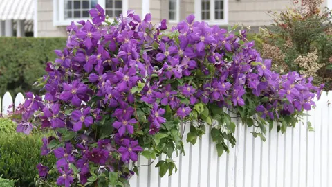 Clematis jackmanii superba growing on a fence with purple flowers.
