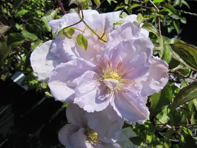Clematis 'Louise Rowe' pink flowers.