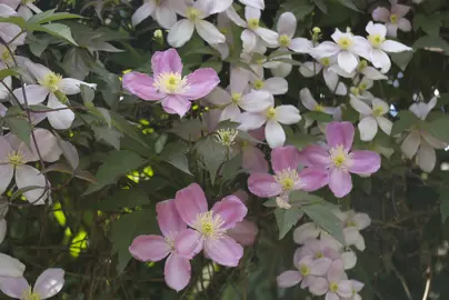 Clematis montana climber growing up a trellis with masses of elegant, pink flowers.