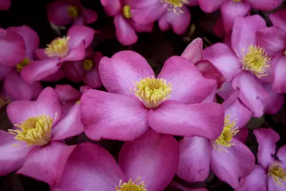 Clematis montana 'Freda' pink flowers.