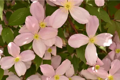 Clematis montana pink flowers.