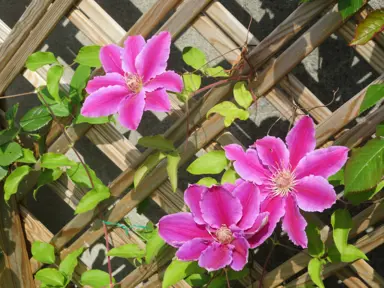 Clematis 'Nelly Moser' growing on a trellis with pink flowers and green foliage.