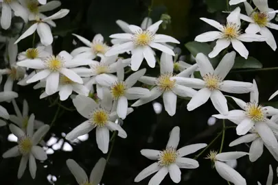 clematis-paniculata--1