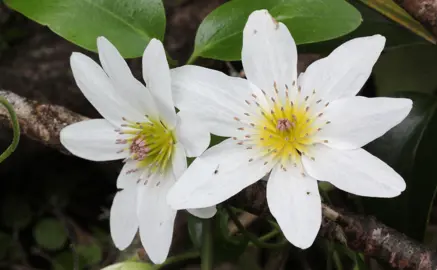 clematis-paniculata-