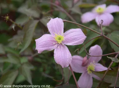 clematis-rubens--1