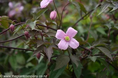 clematis-rubens--2