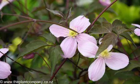 clematis-rubens--3