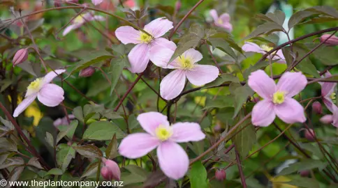 clematis-rubens--4