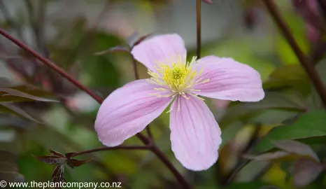 clematis-rubens--5