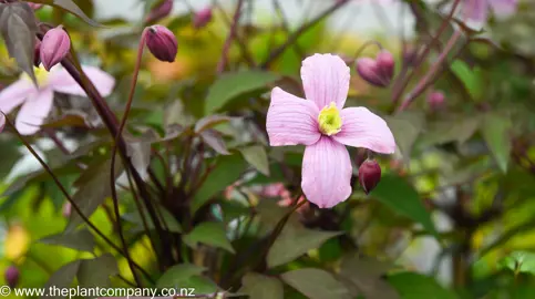 clematis-rubens--6