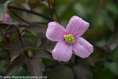 clematis-rubens-