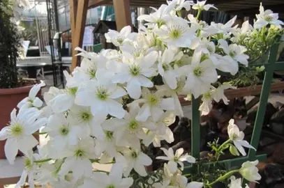 Clematis 'Sweet Heart' white flowers.