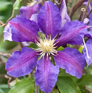 Clematis 'Vagabond' purple flower.