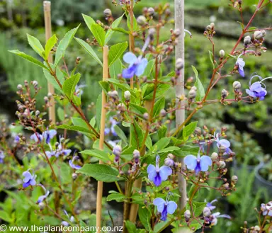 clerodendrum-ugandense--5