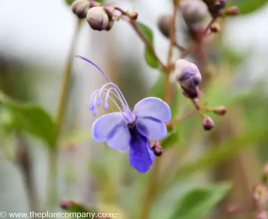 clerodendrum-ugandense--6