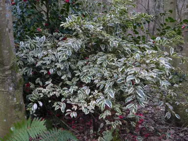 A stunning Cleyera japonica 'Tricolor' shrub in a shaded garden.