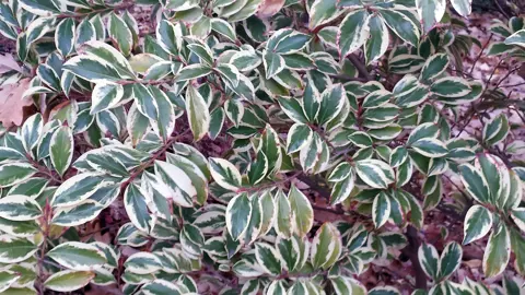 Cleyera japonica 'Tricolor' growing as a ground cover shrub.