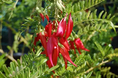 clianthus-maximus-