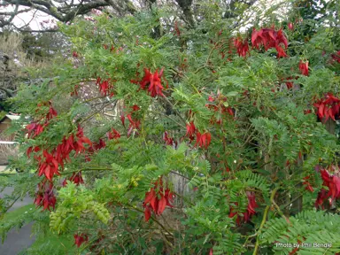 clianthus-maximus-1